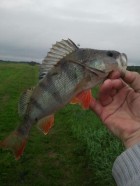 Radosław